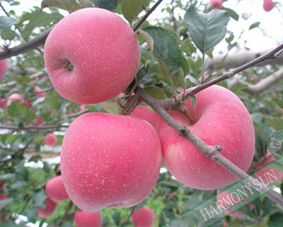 fuji apple